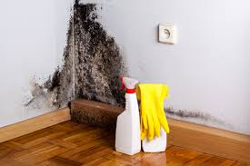 Environmental Consulting for Mold Prevention in Paradise Hills, NM